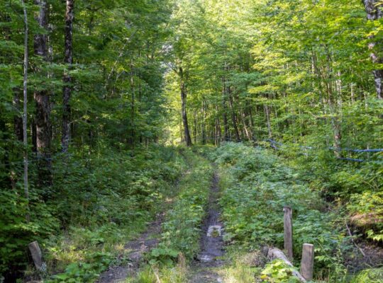 Adstock (Chaudières-Appalaches) : Érablière bio