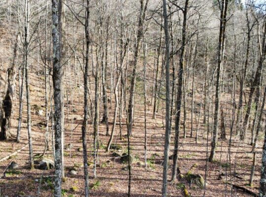 Brownsburg-Chatham : terrain de 72 343 pi2