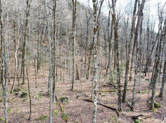 Brownsburg-Chatham : terrain de 72 343 pi2