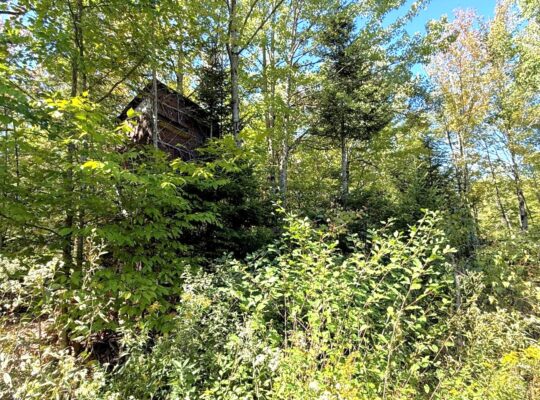 Magog terre à bois constructible; wooded lot