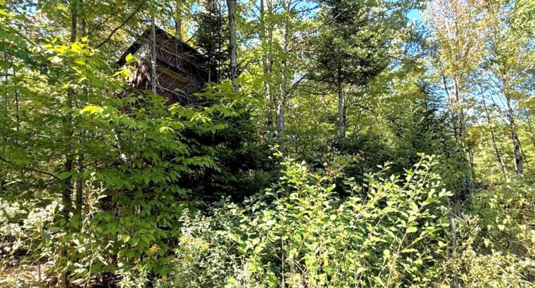Magog terre à bois constructible; wooded lot