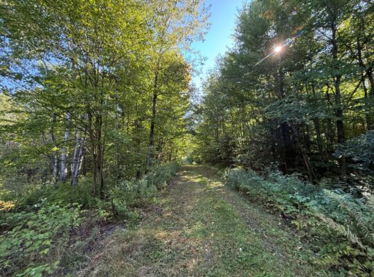 Magog terre à bois constructible; wooded lot