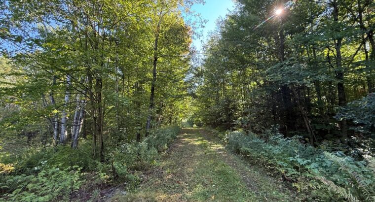 Magog terre à bois constructible; wooded lot