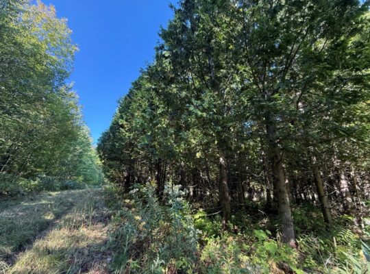 Magog terre à bois constructible; wooded lot