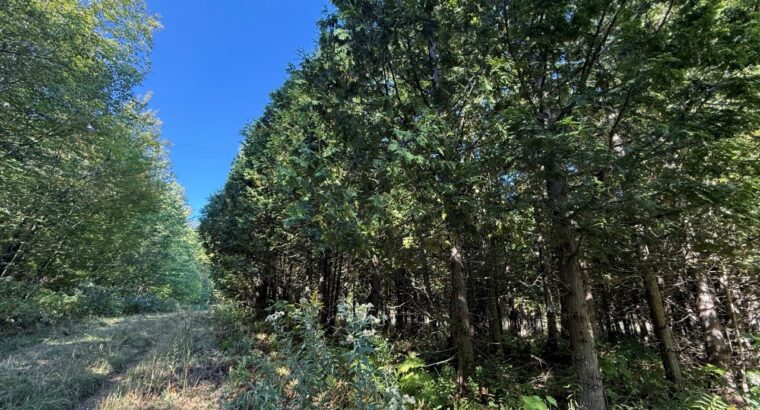 Magog terre à bois constructible; wooded lot