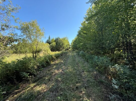 Magog terre à bois constructible; wooded lot