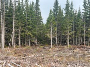 Ste-Apolline-de-Patton : Terre à bois 205 acres