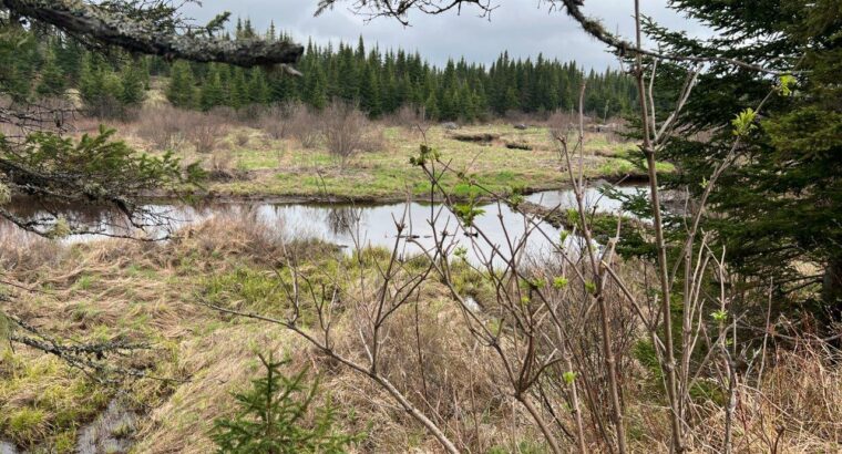 Ste-Apolline-de-Patton : Terre à bois 205 acres