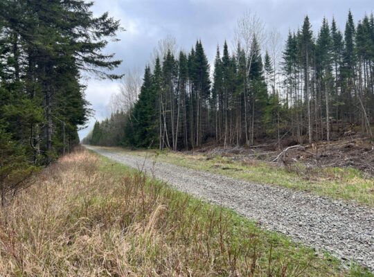 Ste-Apolline-de-Patton : Terre à bois 205 acres