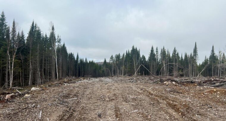 Ste-Apolline-de-Patton : Terre à bois 205 acres