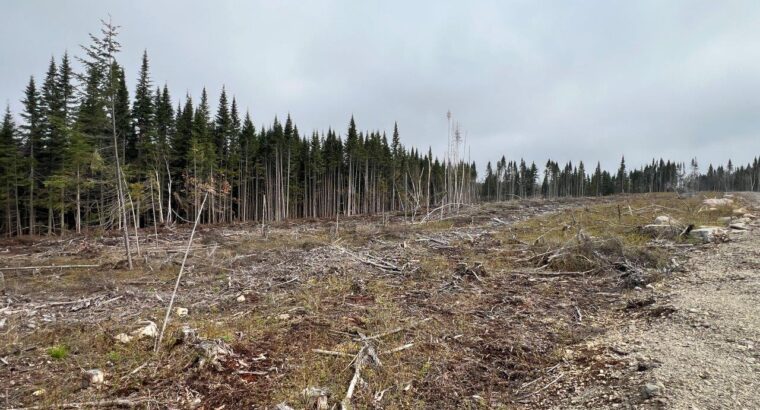 Ste-Apolline-de-Patton : Terre à bois 205 acres