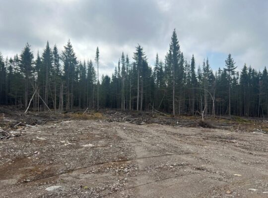 Ste-Apolline-de-Patton : Terre à bois 205 acres