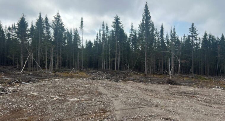 Ste-Apolline-de-Patton : Terre à bois 205 acres