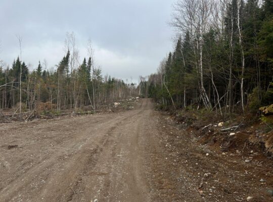 Ste-Apolline-de-Patton : Terre à bois 205 acres
