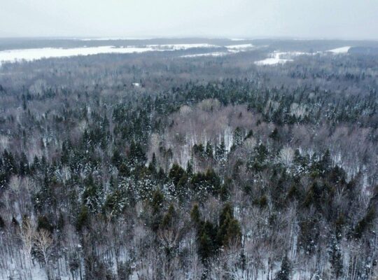 Fortierville Terre à bois 180 acres, 60 acres