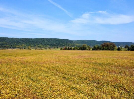 Fassett : Terre agricole de culture de 98 acres