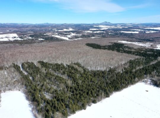 Danville Terre à bois 79ac chasse