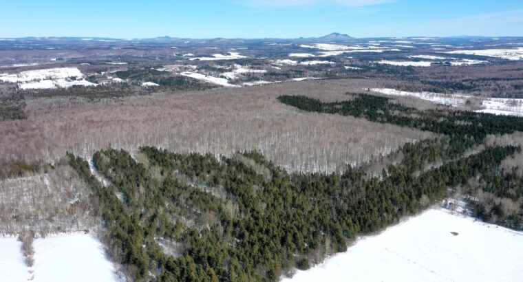 Danville Terre à bois 79ac chasse