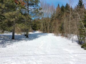 Danville Terre à bois 79ac chasse
