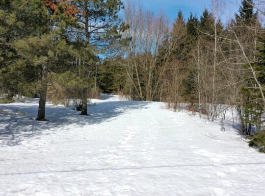 Danville Terre à bois 79ac chasse