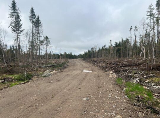 Ste-Apolline-de-Patton : Terre à bois 558 acres