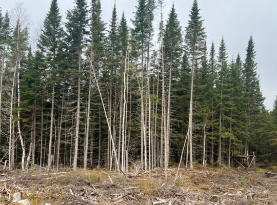 Ste-Apolline-de-Patton : Terre à bois 558 acres