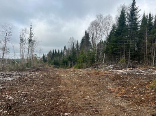 Ste-Apolline-de-Patton : Terre à bois 558 acres