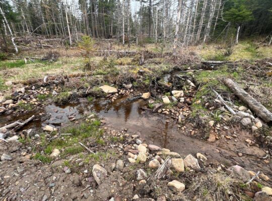 Ste-Apolline-de-Patton : Terre à bois 558 acres
