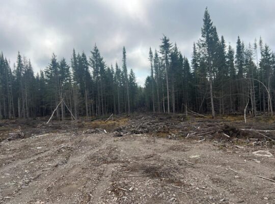 Ste-Apolline-de-Patton : Terre à bois 558 acres