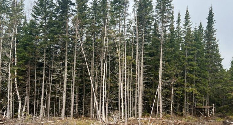 Ste-Apolline-de-Patton : Terre à bois 353 acres