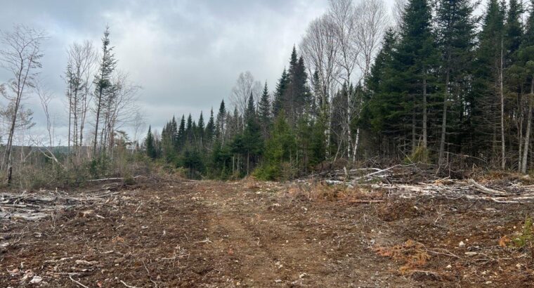 Ste-Apolline-de-Patton : Terre à bois 353 acres