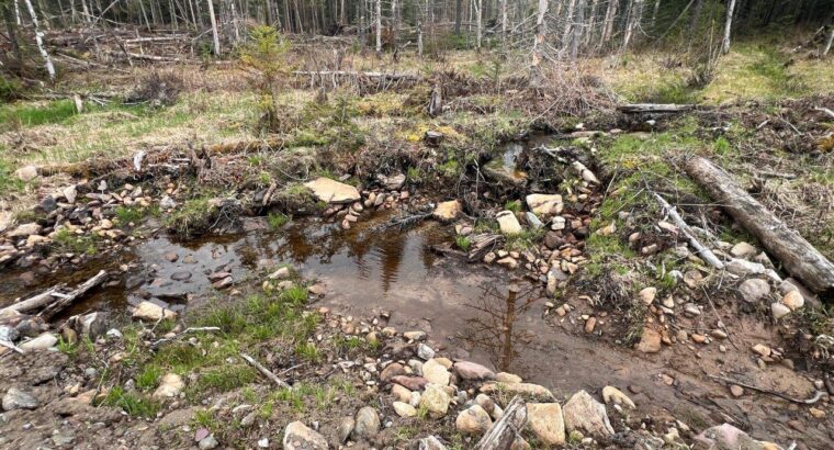 Ste-Apolline-de-Patton : Terre à bois 353 acres