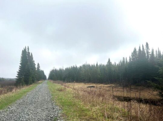 Ste-Apolline-de-Patton : Terre à bois 353 acres