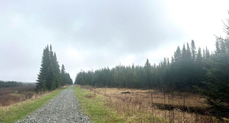 Ste-Apolline-de-Patton : Terre à bois 353 acres