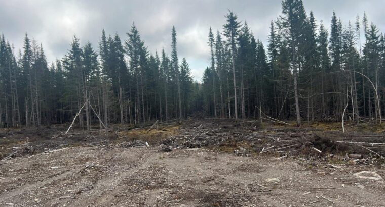 Ste-Apolline-de-Patton : Terre à bois 353 acres