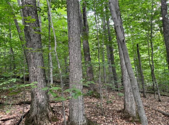 St-Calixte,Terrain résidentiel à vendre 3 401.3m2