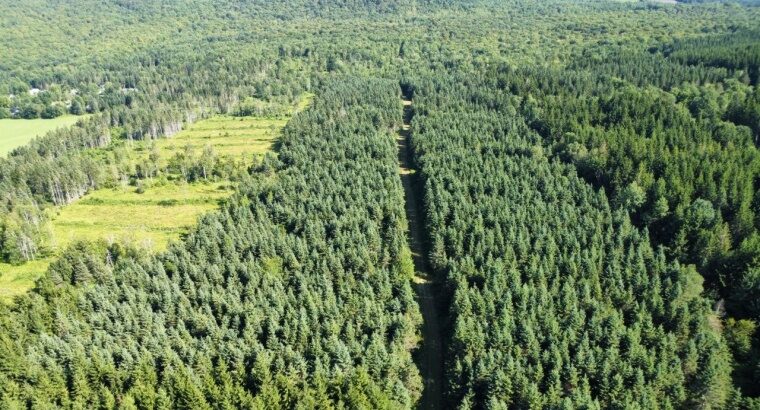St-Sylvestre (Chaudière-Appalaches) : Terre à bois