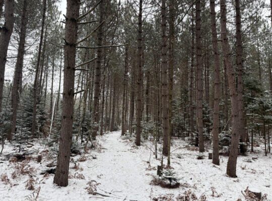 St-Lucien, terre à bois de 21 acres droit constr.