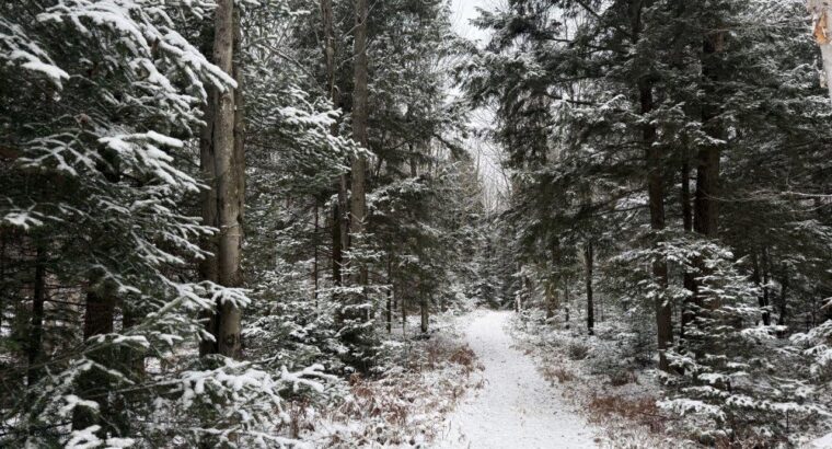 St-Lucien, terre à bois de 21 acres droit constr.