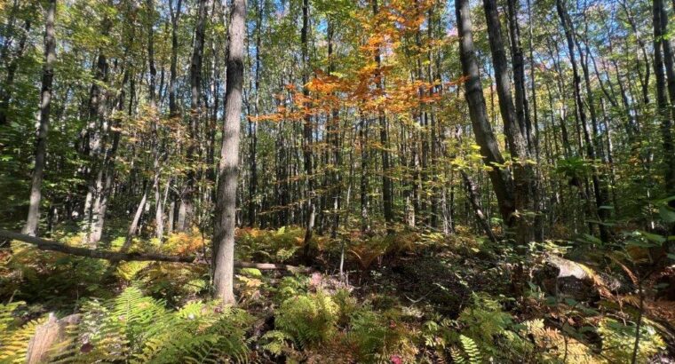 St-Amable (Montérégie) : terre à bois 25 acres