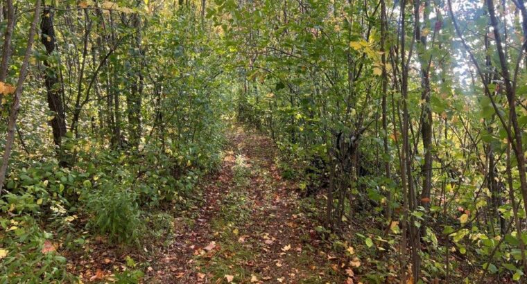 St-Amable (Montérégie) : terre à bois 25 acres