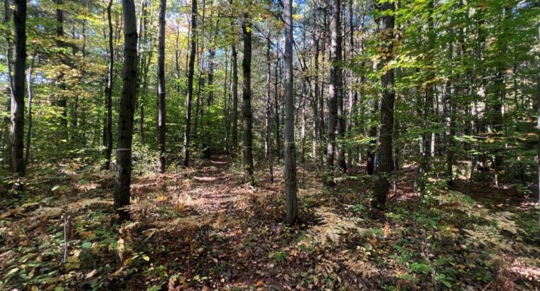 St-Amable (Montérégie) : terre à bois 25 acres