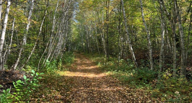 St-Amable (Montérégie) : terre à bois 25 acres