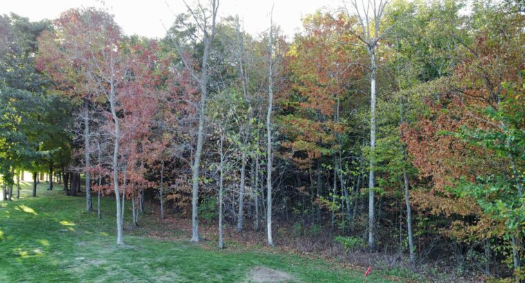 Montérégie (St-Jean-sur-Richelieu) : Terre à bois