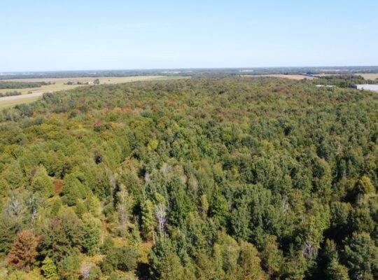 Notre-Dame-du-Bon-Conseil Terre à bois