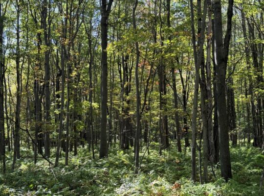 Notre-Dame-du-Bon-Conseil Terre à bois