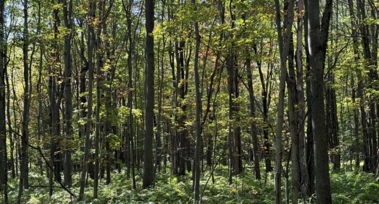 Notre-Dame-du-Bon-Conseil Terre à bois
