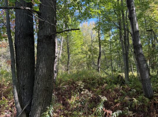 Notre-Dame-du-Bon-Conseil Terre à bois