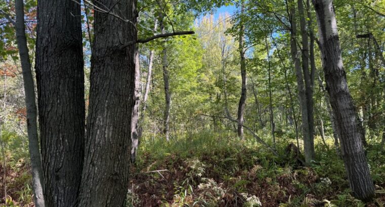 Notre-Dame-du-Bon-Conseil Terre à bois