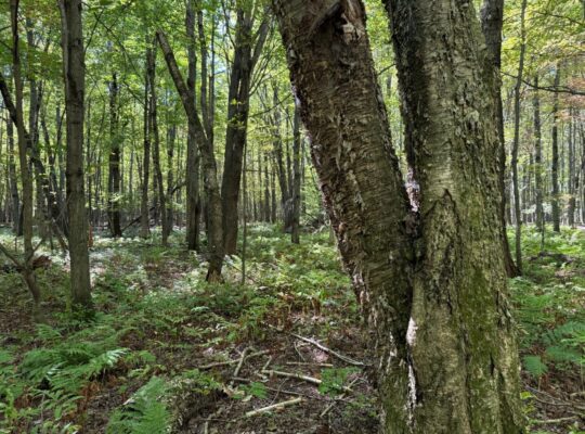 Notre-Dame-du-Bon-Conseil Terre à bois
